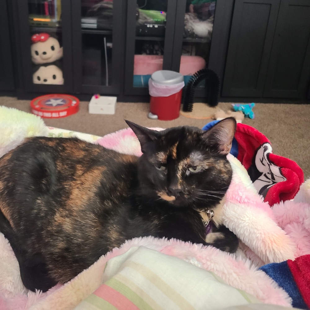 My baby, a black tortie kitty