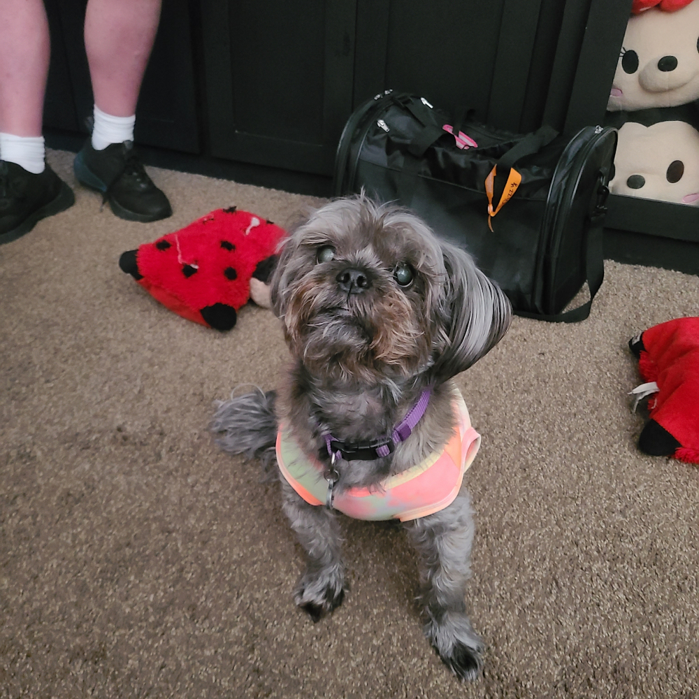 My baby, a tan shorkie pup
